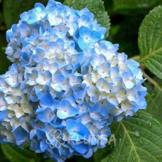 Fleurine Blue (Флоріна Блу). Гортензія широколиста.