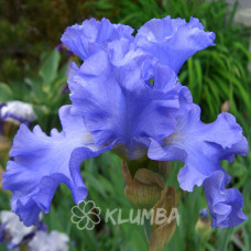 Columbia Blue (Каламбія Блу). Ірис високий бородатий.